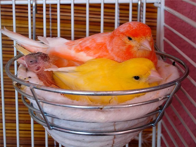 Содержание канареек и уход за ними в Стерлитамаке
