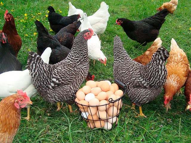 Содержание кур и уход за ними | ЗооТом - продажа, вязка и услуги для животных в Стерлитамаке
