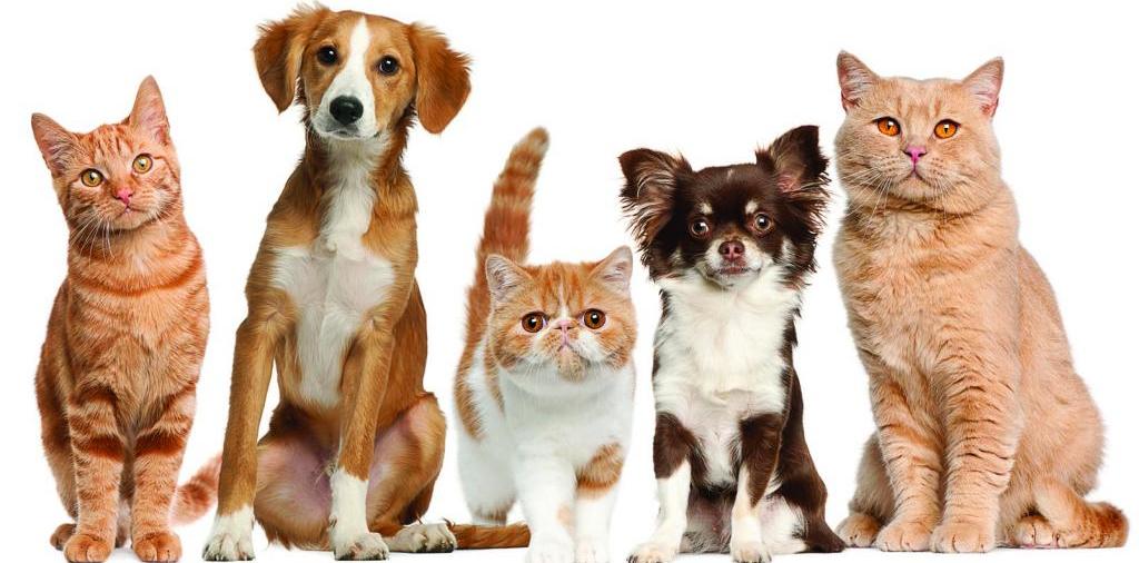 Доска объявлений о животных | ЗооТом - продажа, вязка и услуги для животных в Стерлитамаке