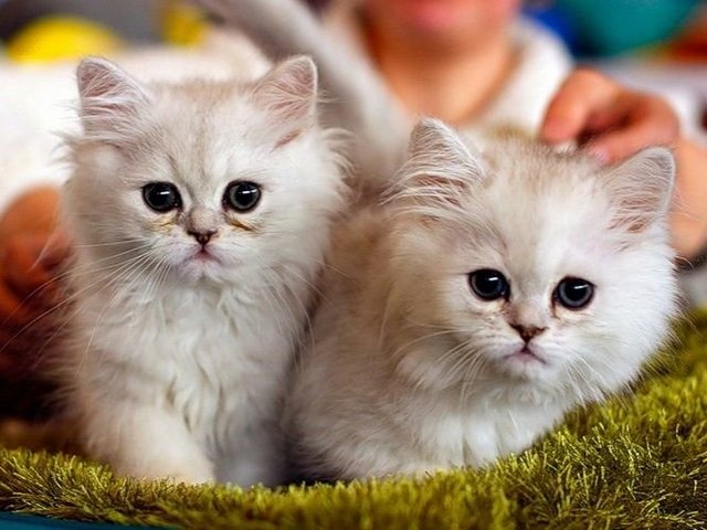Породы кошек в Стерлитамаке | ЗооТом портал о животных