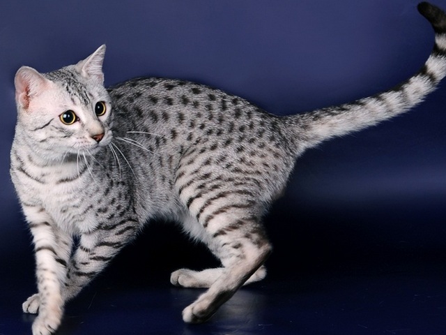 Породы кошек в Стерлитамаке | ЗооТом портал о животных