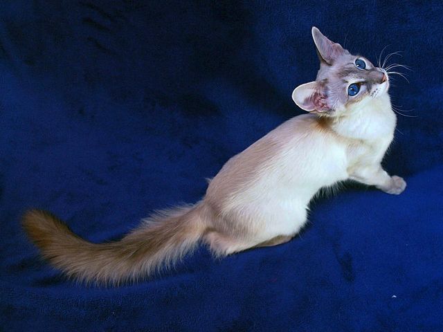 Выведенные породы кошек в Стерлитамаке | ЗооТом портал о животных