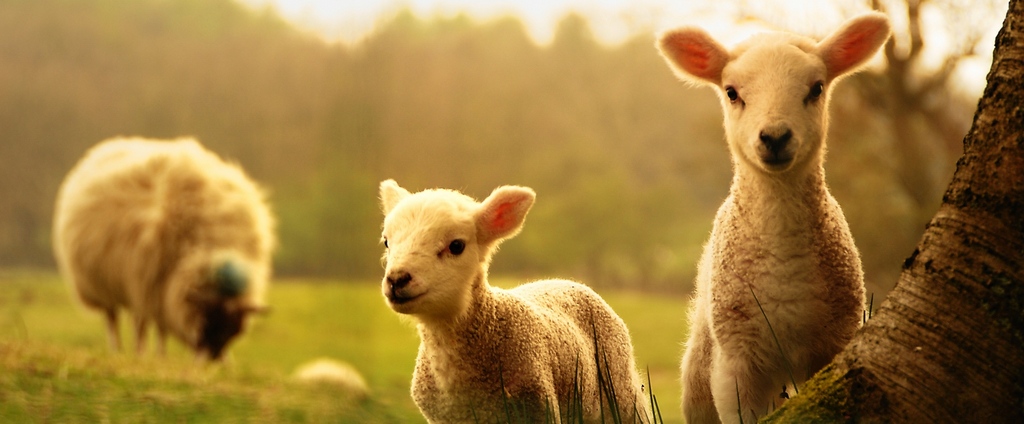 Объявления о сельскохозяйственных животных | ЗооТом - продажа, вязка и услуги для животных в Стерлитамаке