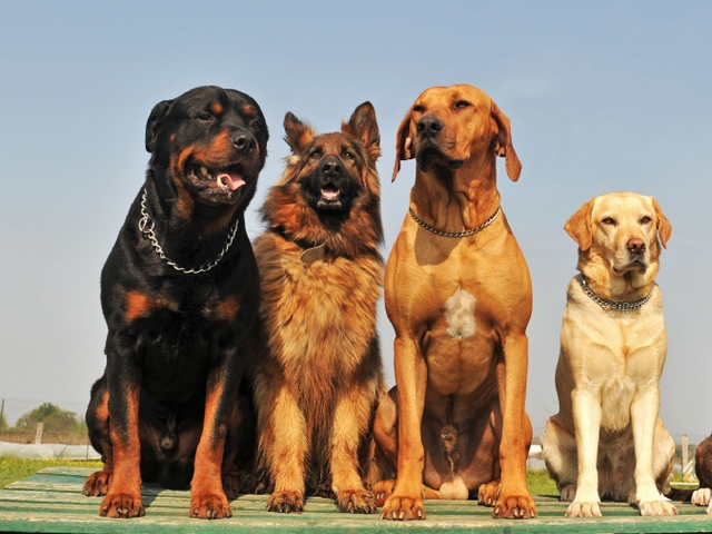 Крупные породы собак в Стерлитамаке | ЗооТом портал о животных