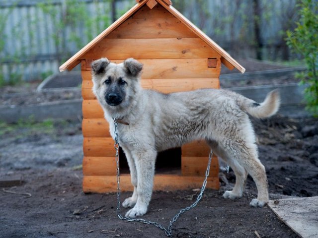 Все о собаках в Стерлитамаке Все о собаках в Стерлитамаке